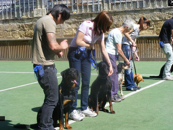 dog show naxxar